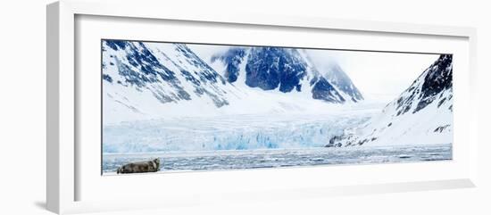 Bearded Seal Resting on an Ice Floe, Spitsbergen, Svalbard Islands, Norway-null-Framed Photographic Print