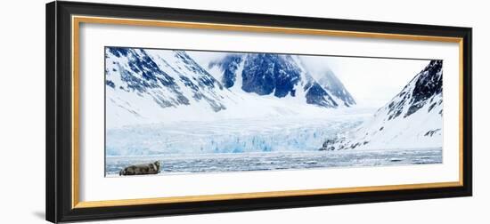 Bearded Seal Resting on an Ice Floe, Spitsbergen, Svalbard Islands, Norway-null-Framed Photographic Print