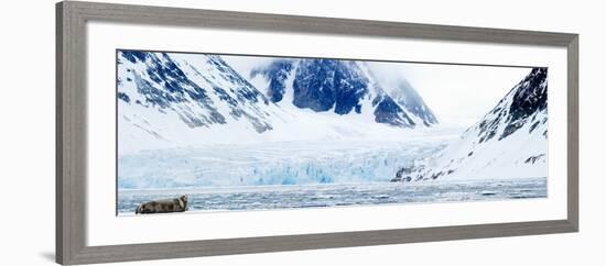 Bearded Seal Resting on an Ice Floe, Spitsbergen, Svalbard Islands, Norway-null-Framed Photographic Print