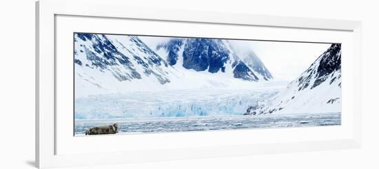 Bearded Seal Resting on an Ice Floe, Spitsbergen, Svalbard Islands, Norway--Framed Photographic Print