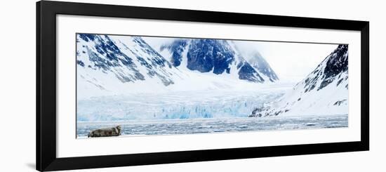 Bearded Seal Resting on an Ice Floe, Spitsbergen, Svalbard Islands, Norway-null-Framed Photographic Print