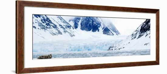 Bearded Seal Resting on an Ice Floe, Spitsbergen, Svalbard Islands, Norway-null-Framed Photographic Print