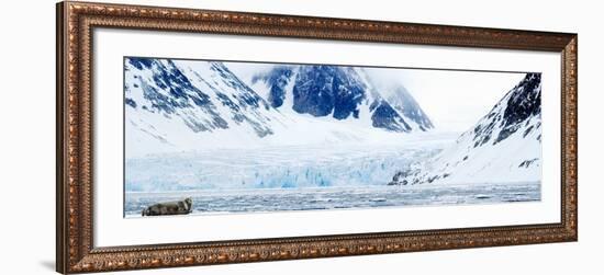 Bearded Seal Resting on an Ice Floe, Spitsbergen, Svalbard Islands, Norway-null-Framed Photographic Print