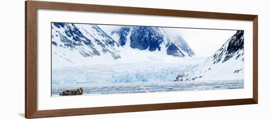 Bearded Seal Resting on an Ice Floe, Spitsbergen, Svalbard Islands, Norway-null-Framed Photographic Print