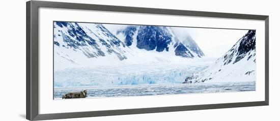 Bearded Seal Resting on an Ice Floe, Spitsbergen, Svalbard Islands, Norway-null-Framed Photographic Print