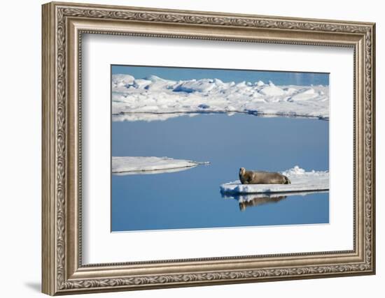 Bearded seal resting on remaining sea ice, Svalbard Islands-Oriol Alamany-Framed Photographic Print