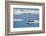 Bearded seal resting on remaining sea ice, Svalbard Islands-Oriol Alamany-Framed Photographic Print