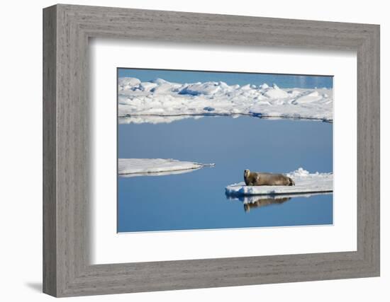 Bearded seal resting on remaining sea ice, Svalbard Islands-Oriol Alamany-Framed Photographic Print