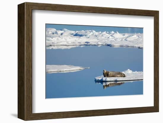 Bearded seal resting on remaining sea ice, Svalbard Islands-Oriol Alamany-Framed Photographic Print