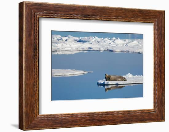 Bearded seal resting on remaining sea ice, Svalbard Islands-Oriol Alamany-Framed Photographic Print