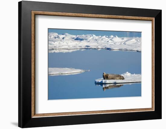 Bearded seal resting on remaining sea ice, Svalbard Islands-Oriol Alamany-Framed Photographic Print