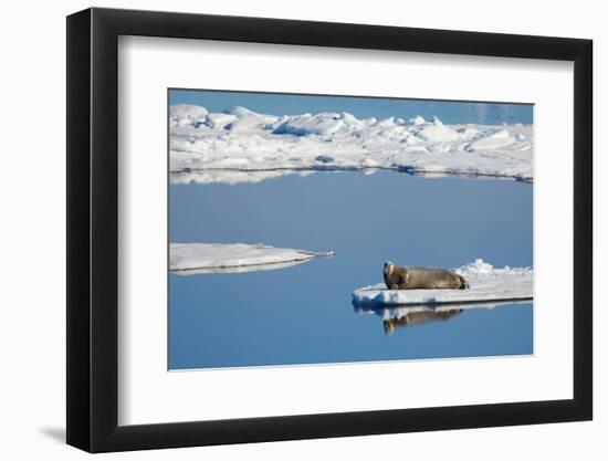 Bearded seal resting on remaining sea ice, Svalbard Islands-Oriol Alamany-Framed Photographic Print