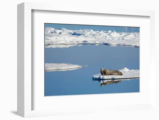 Bearded seal resting on remaining sea ice, Svalbard Islands-Oriol Alamany-Framed Photographic Print