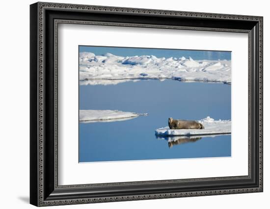 Bearded seal resting on remaining sea ice, Svalbard Islands-Oriol Alamany-Framed Photographic Print