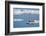 Bearded seal resting on remaining sea ice, Svalbard Islands-Oriol Alamany-Framed Photographic Print