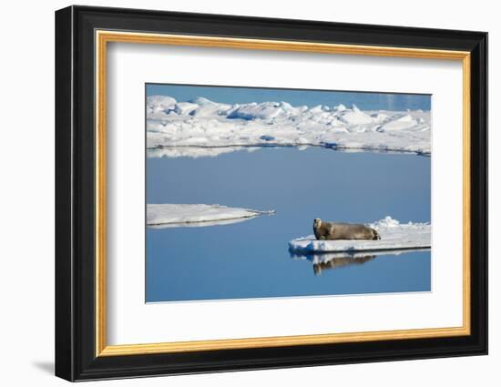 Bearded seal resting on remaining sea ice, Svalbard Islands-Oriol Alamany-Framed Photographic Print