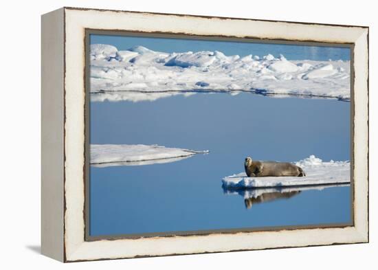 Bearded seal resting on remaining sea ice, Svalbard Islands-Oriol Alamany-Framed Premier Image Canvas