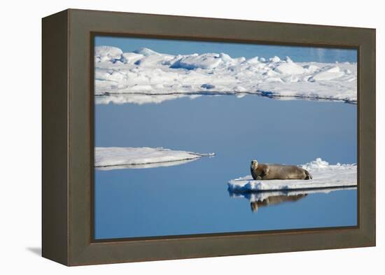 Bearded seal resting on remaining sea ice, Svalbard Islands-Oriol Alamany-Framed Premier Image Canvas