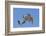 Bearded tit, five perched on Reed. Danube Delta, Romania, May-Loic Poidevin-Framed Photographic Print