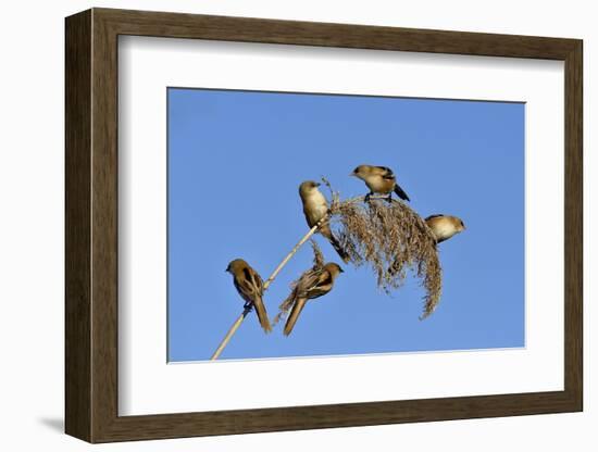 Bearded tit, five perched on Reed. Danube Delta, Romania, May-Loic Poidevin-Framed Photographic Print