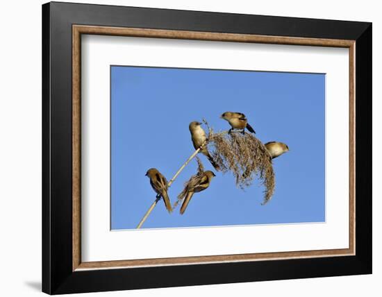 Bearded tit, five perched on Reed. Danube Delta, Romania, May-Loic Poidevin-Framed Photographic Print