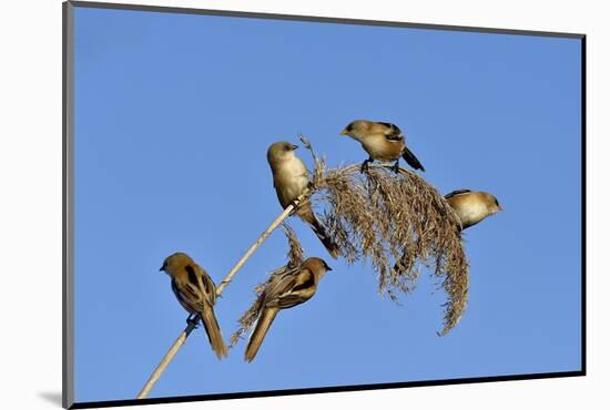 Bearded tit, five perched on Reed. Danube Delta, Romania, May-Loic Poidevin-Mounted Photographic Print