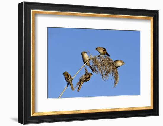 Bearded tit, five perched on Reed. Danube Delta, Romania, May-Loic Poidevin-Framed Photographic Print