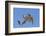 Bearded tit, five perched on Reed. Danube Delta, Romania, May-Loic Poidevin-Framed Photographic Print