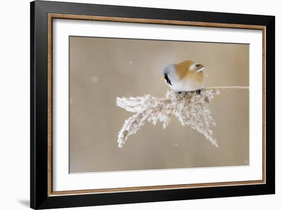 Bearded Tit-Jonas Kazlauskas-Framed Giclee Print