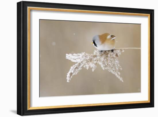 Bearded Tit-Jonas Kazlauskas-Framed Giclee Print