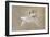 Bearded Tit-Jonas Kazlauskas-Framed Giclee Print