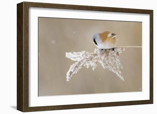 Bearded Tit-Jonas Kazlauskas-Framed Giclee Print