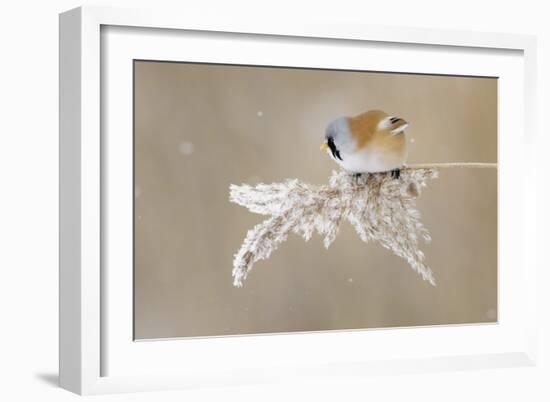 Bearded Tit-Jonas Kazlauskas-Framed Giclee Print