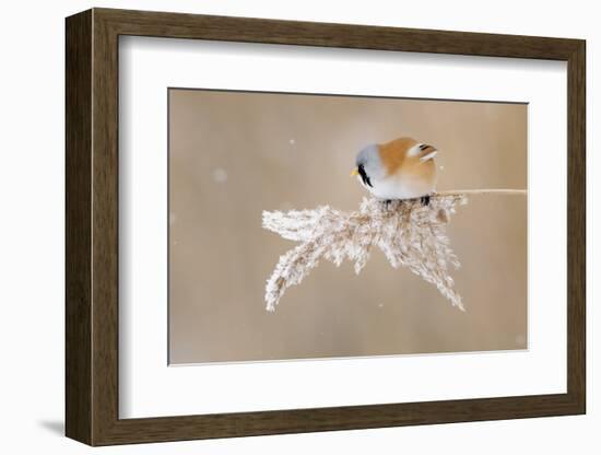 Bearded Tit-Jonas Kazlauskas-Framed Photographic Print