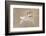 Bearded Tit-Jonas Kazlauskas-Framed Photographic Print