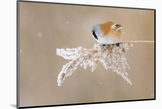 Bearded Tit-Jonas Kazlauskas-Mounted Photographic Print