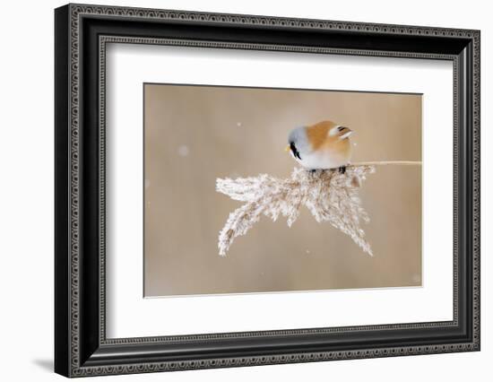 Bearded Tit-Jonas Kazlauskas-Framed Photographic Print