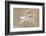 Bearded Tit-Jonas Kazlauskas-Framed Photographic Print