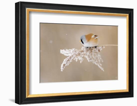 Bearded Tit-Jonas Kazlauskas-Framed Photographic Print