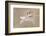 Bearded Tit-Jonas Kazlauskas-Framed Photographic Print