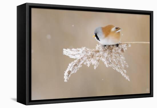 Bearded Tit-Jonas Kazlauskas-Framed Premier Image Canvas