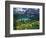 Beargrass above Grinnell Lake, Many Glacier Valley, Glacier National Park, Montana, USA-Chuck Haney-Framed Photographic Print