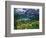 Beargrass above Grinnell Lake, Many Glacier Valley, Glacier National Park, Montana, USA-Chuck Haney-Framed Photographic Print