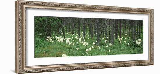 Beargrass and Lodgepole Pines in a Forest, US Glacier National Park, Montana, USA-null-Framed Photographic Print