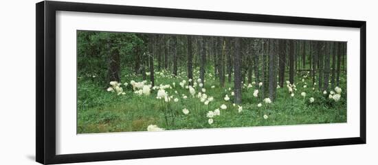 Beargrass and Lodgepole Pines in a Forest, US Glacier National Park, Montana, USA-null-Framed Photographic Print