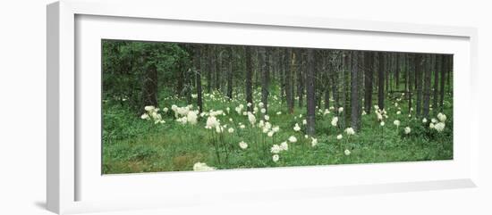 Beargrass and Lodgepole Pines in a Forest, US Glacier National Park, Montana, USA-null-Framed Photographic Print