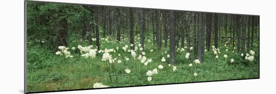 Beargrass and Lodgepole Pines in a Forest, US Glacier National Park, Montana, USA-null-Mounted Photographic Print