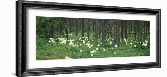 Beargrass and Lodgepole Pines in a Forest, US Glacier National Park, Montana, USA-null-Framed Photographic Print
