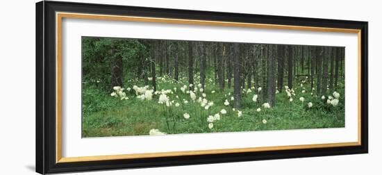 Beargrass and Lodgepole Pines in a Forest, US Glacier National Park, Montana, USA-null-Framed Photographic Print