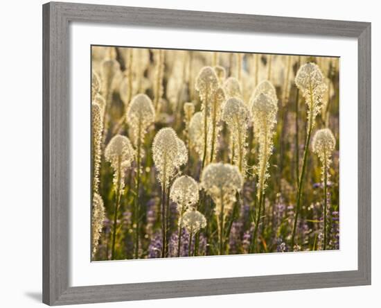 Beargrass and Lupine Backlit on the Slopes at Whitefish Mountain Resort, Whitefish, Montana, USA-Chuck Haney-Framed Photographic Print